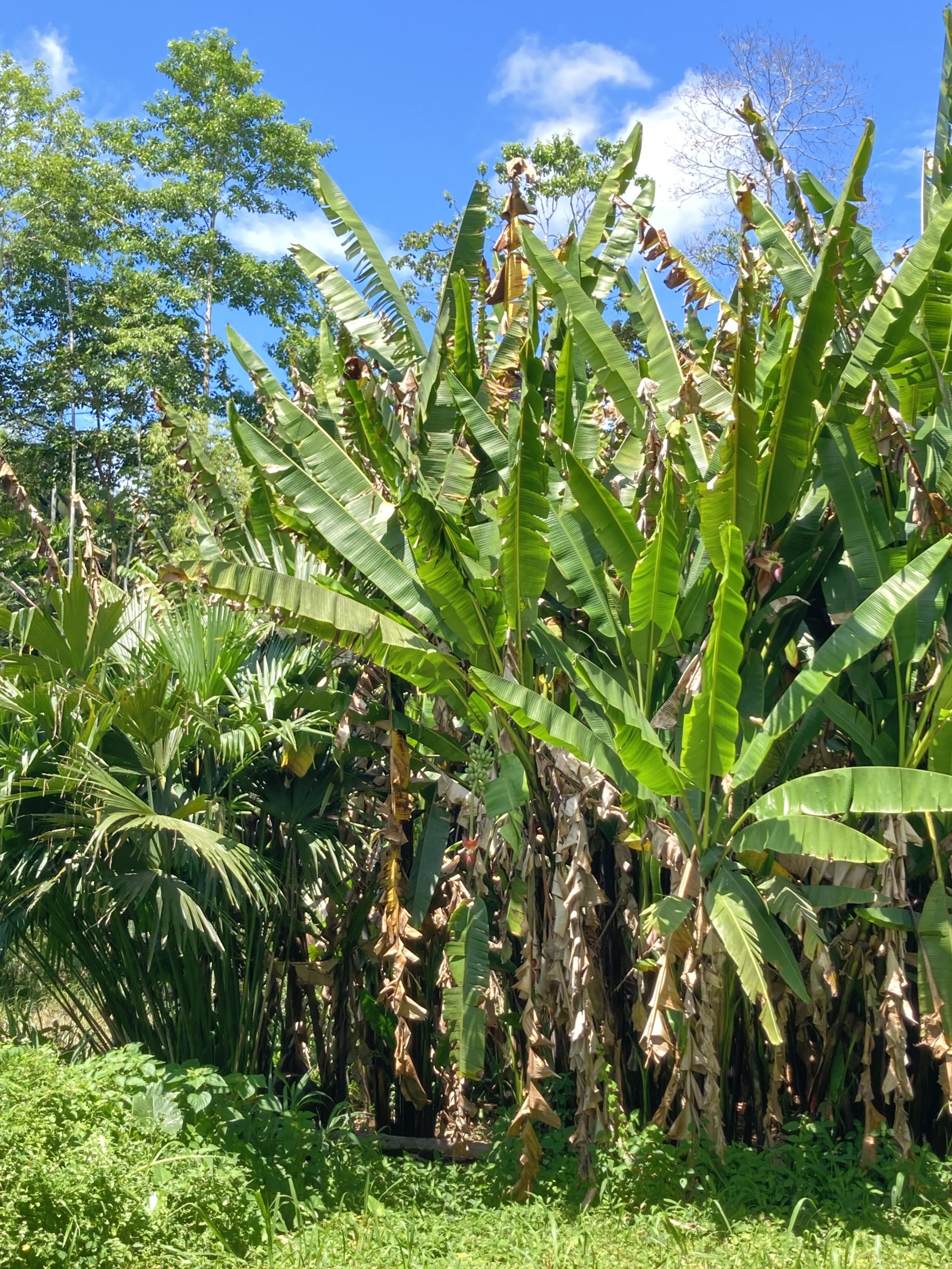 ラスト1点【熱帯植物】アサイーパーム Amazon.co.jp: 【種子】Euterpe Oleracea 'Pará Dwarf'アサイー