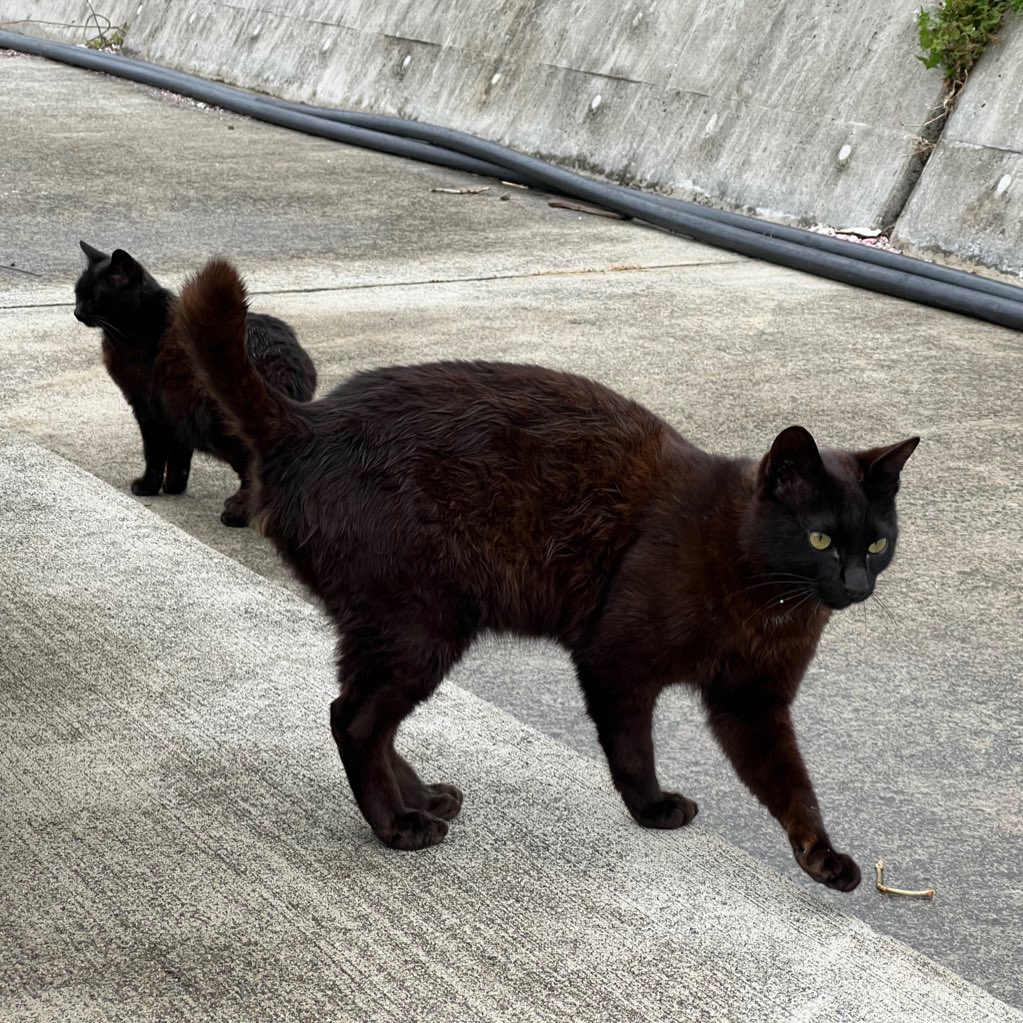 共生阻む社会課題　すべての猫が幸せに暮らすには